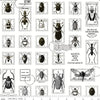 27" End of Bolt - SALE Art Journal Bug Post CD13036 White - Riley Blake - DIGITALLY PRINTED Postal Markings Insects - Quilting Cotton