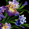Primavera Iris DC4127 Black - Michael Miller Fabrics - Floral Flowers - Quilting Cotton Fabric