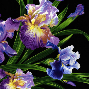 Primavera Iris DC4127 Black - Michael Miller Fabrics - Floral Flowers - Quilting Cotton Fabric