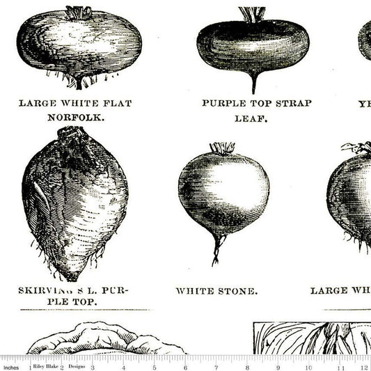 DEAL Pumpkin Patch Vintage Veggies C14584 Black - Riley Blake Designs - Halloween Text Images - J. Wecker Frisch - Quilting Cotton Fabric