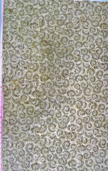 SALE Batiks Expressions Elementals BTHH557 Chocolate Milk - Riley Blake Designs - Hand-Dyed Tjap Print - Quilting Cotton Fabric