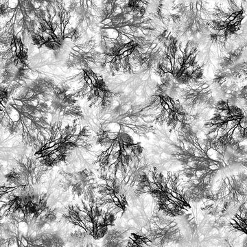 DEAL Tree Dance Branches 30294 Gray K - - QT Fabrics - Trees - Quilting Cotton Fabric