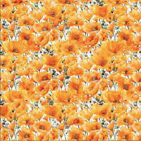 Image of the California Dreaming Poppies Orange quilting cotton fabric by QT Fabrics. Features flowers on an orange background. Cute Little Fabric Shop