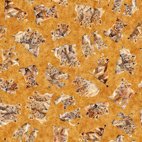 Image of Roar of the Pride Cubs Toss Gold quilting cotton fabric by Morris Creative Group for QT Fabrics. Features cubs on a gold background. Cute Little Fabric Shop