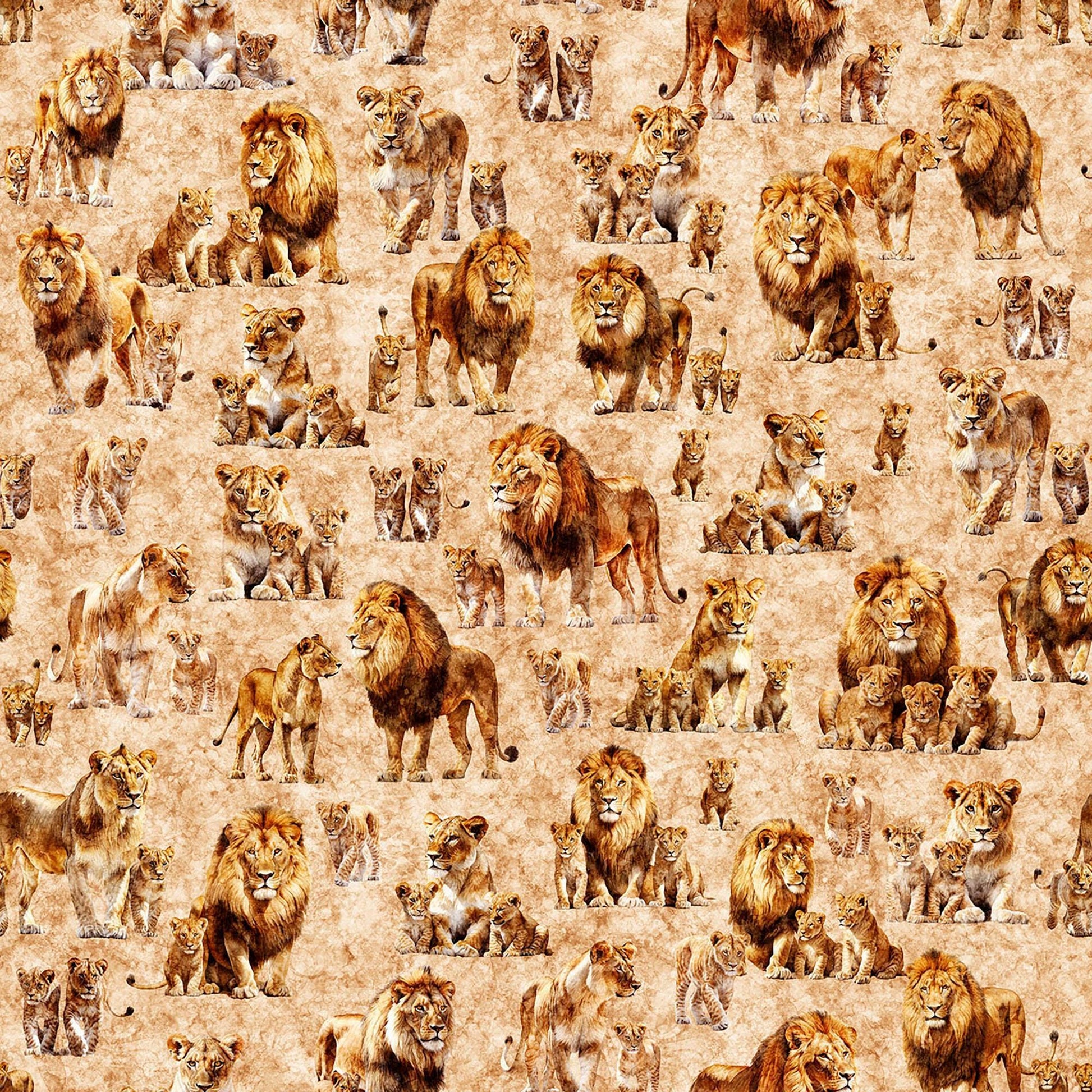 Image of Roar of the Pride Family Allover Tan quilting cotton fabric by Morris Creative Group for QT Fabrics. Features lions on a tan background. Cute Little Fabric Shop