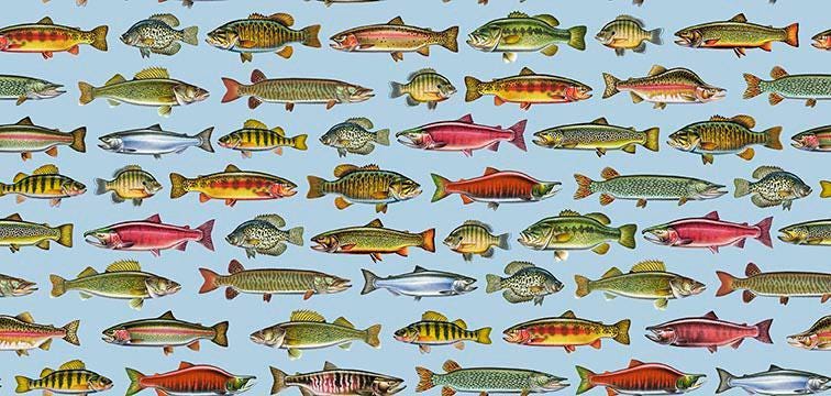 Image of The Lure of Fishing Fish Set Blue quilting cotton fabric by JQ Licensing for QT Fabrics. Features fish on a blue background. Cute Little Fabric Shop.