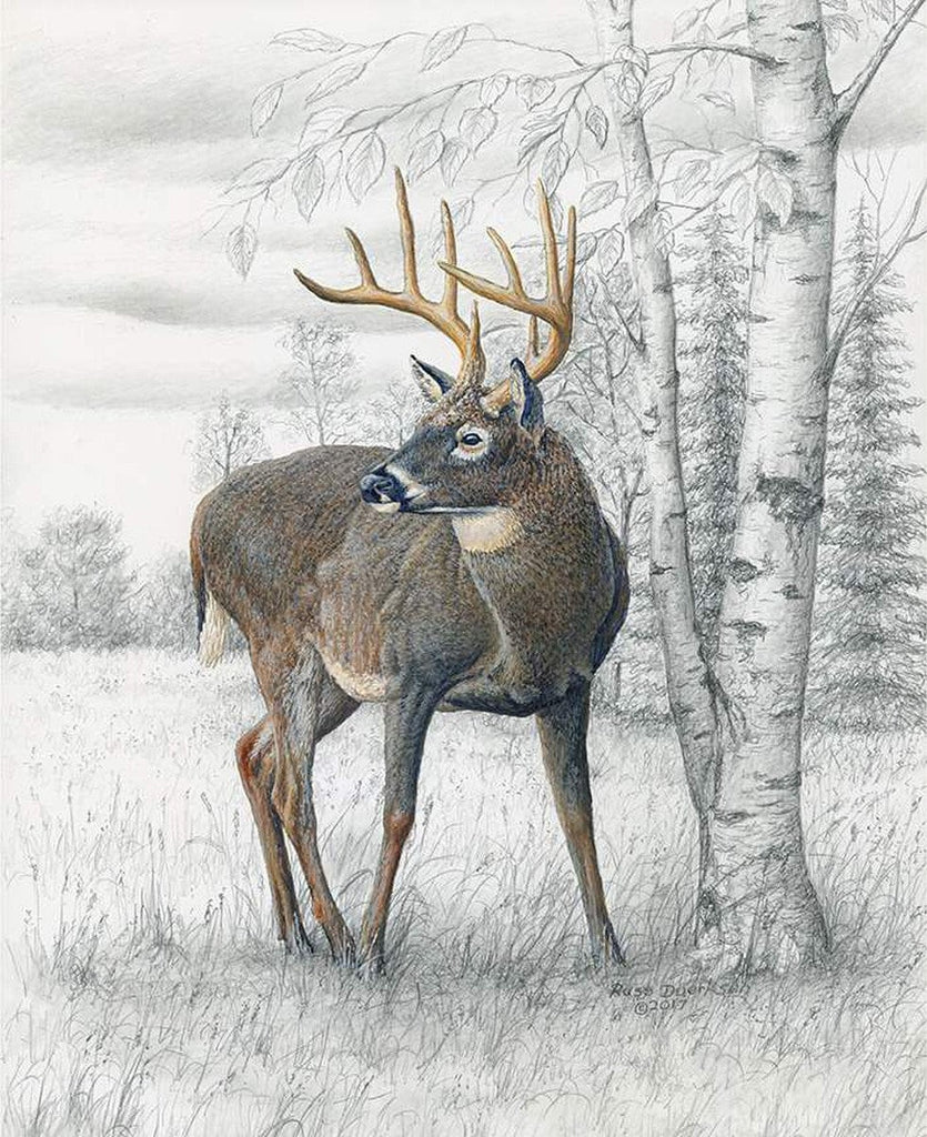 Whitetail Deer Pencil Drawings