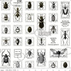 Fat Quarter End of Bolt - SALE Art Journal Bug Post CD13036 White - Riley Blake - DIGITALLY PRINTED Postal Markings Insects -Quilting Cotton